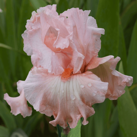 Embrace Me Bearded Iris (Coming in 2028) - Love Dahlias-south-africa-flower-bulbs