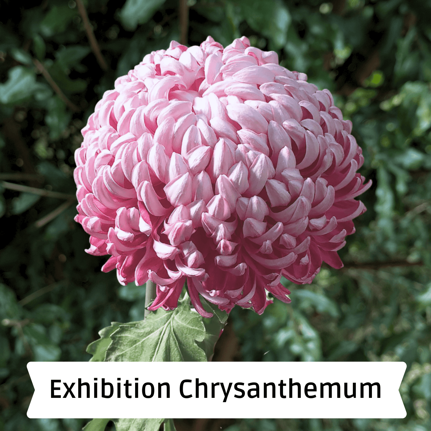 En Hon Hoo Heirloom Chrysanthemum | South Africa - Love Dahlias - south - africa - flower - bulbs