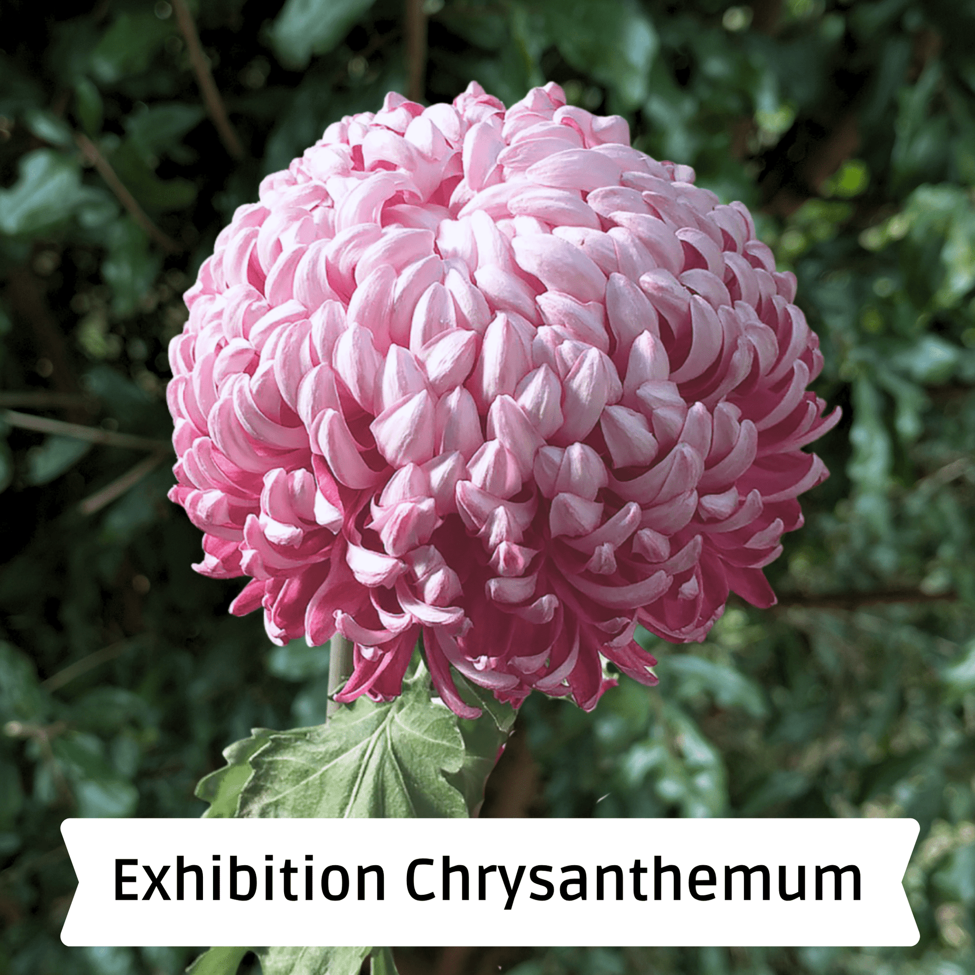 En Hon Hoo Heirloom Chrysanthemum | South Africa - Love Dahlias - south - africa - flower - bulbs