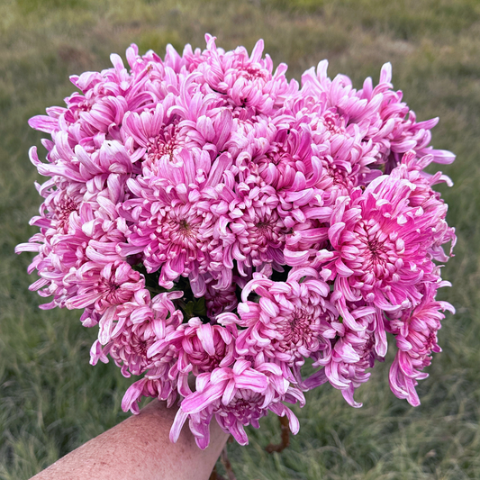 En Hon Hoo Heirloom Chrysanthemum | South Africa - Love Dahlias - south - africa - flower - bulbs