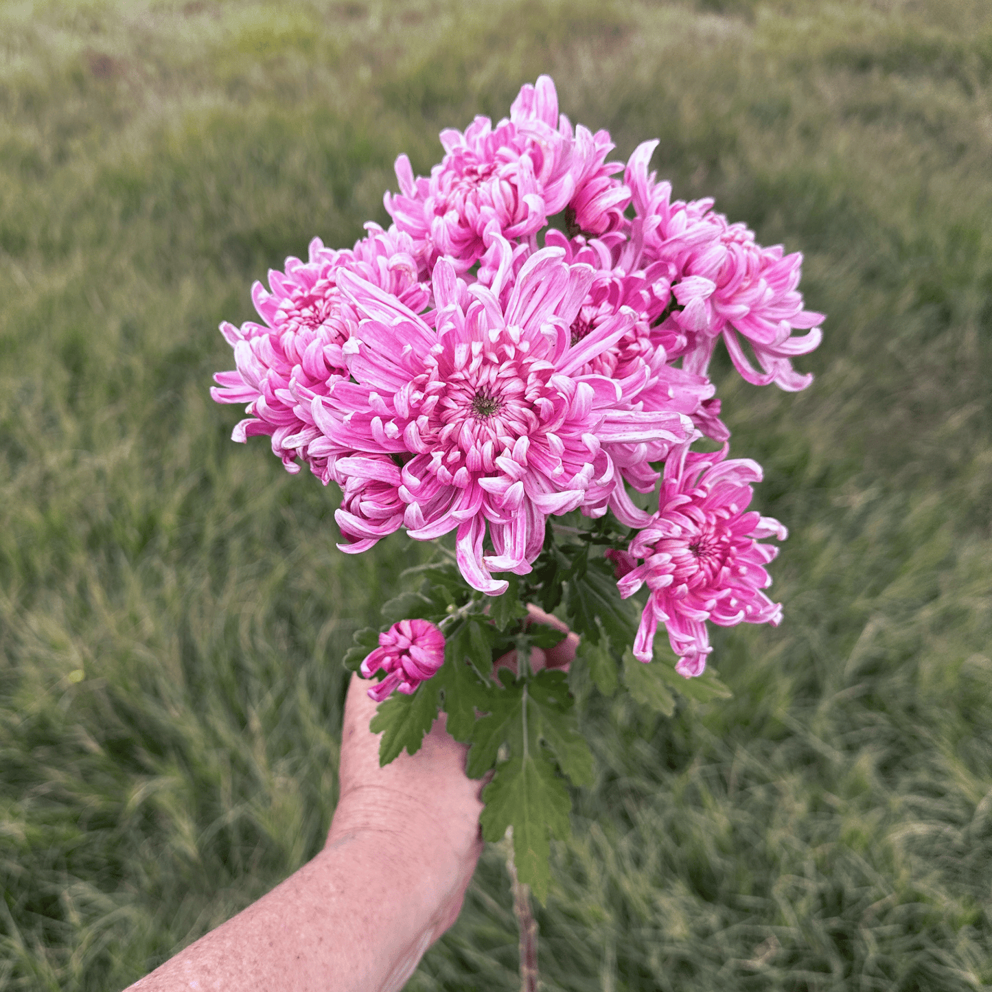 En Hon Hoo Heirloom Chrysanthemum | South Africa - Love Dahlias - south - africa - flower - bulbs