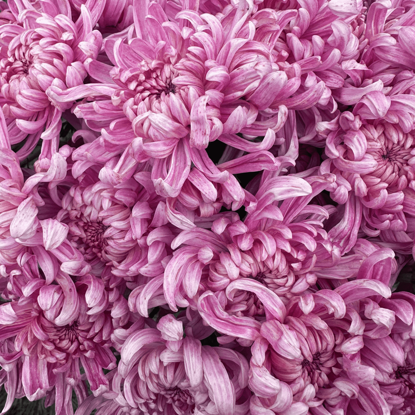En Hon Hoo Heirloom Chrysanthemum | South Africa - Love Dahlias - south - africa - flower - bulbs
