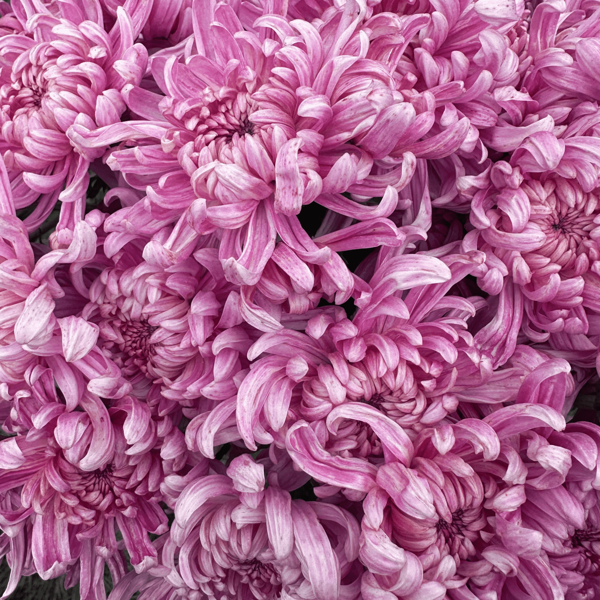 En Hon Hoo Heirloom Chrysanthemum | South Africa - Love Dahlias - south - africa - flower - bulbs