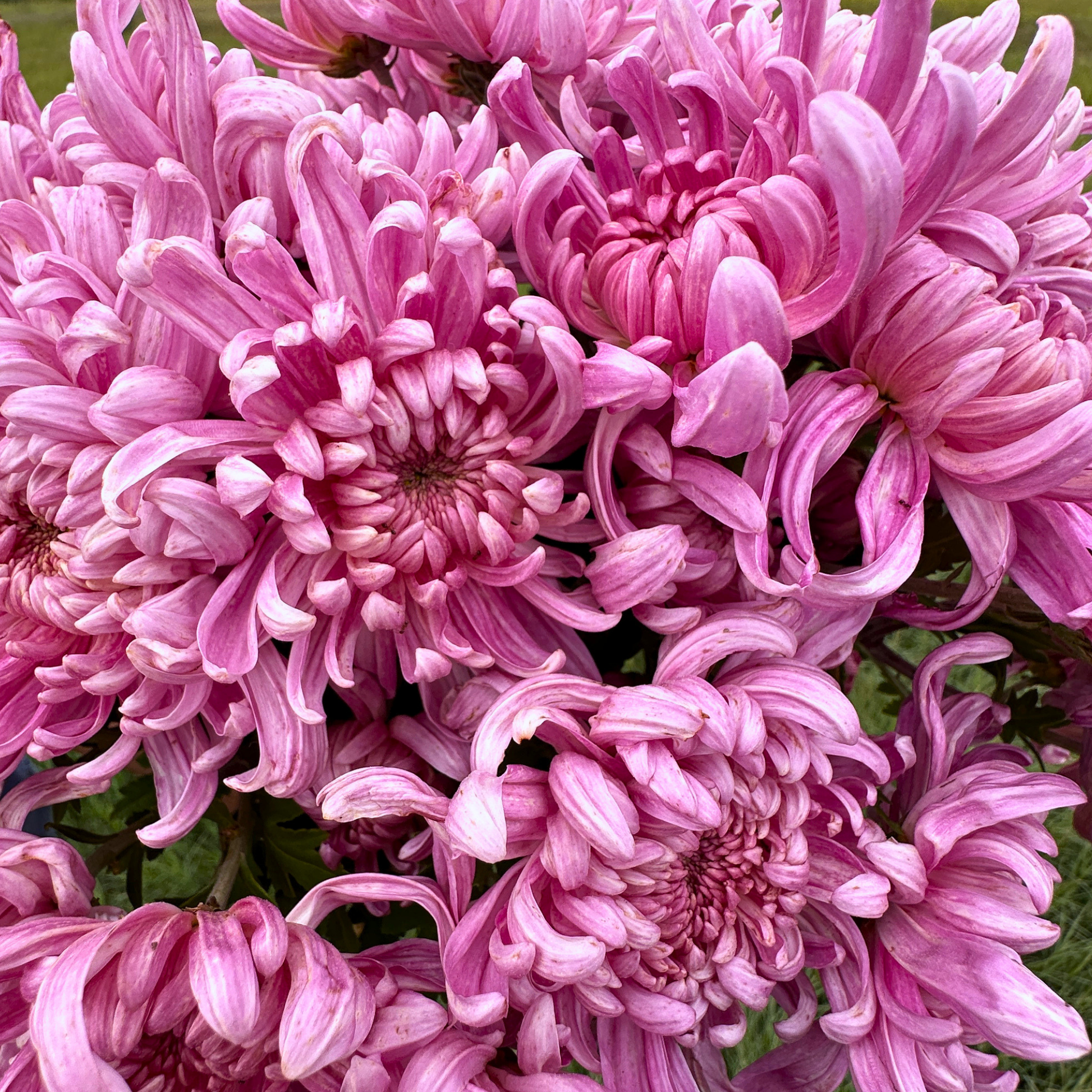 En Hon Hoo Heirloom Chrysanthemum | South Africa - Love Dahlias - south - africa - flower - bulbs