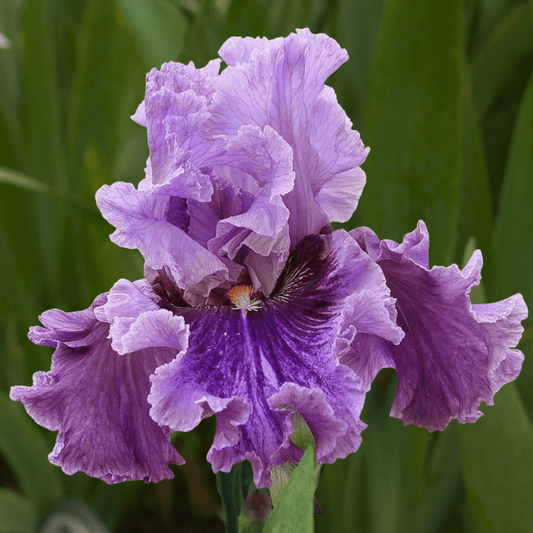 Enchanter Bearded Iris (Coming in 2028) - Love Dahlias-south-africa-flower-bulbs