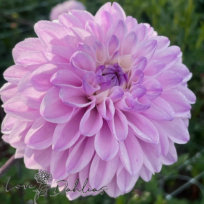 Espacio Dahlia Tuber - Love Dahlias - south - africa - flower - bulbs