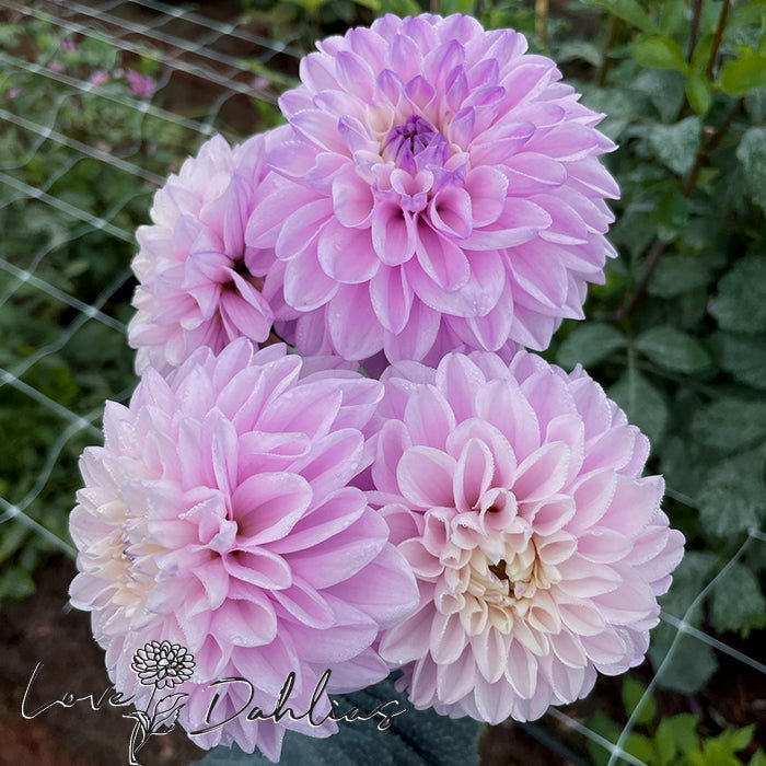 Espacio Dahlia Tuber - Love Dahlias - south - africa - flower - bulbs
