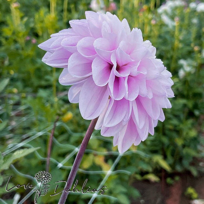 Espacio Dahlia Tuber - Love Dahlias - south - africa - flower - bulbs