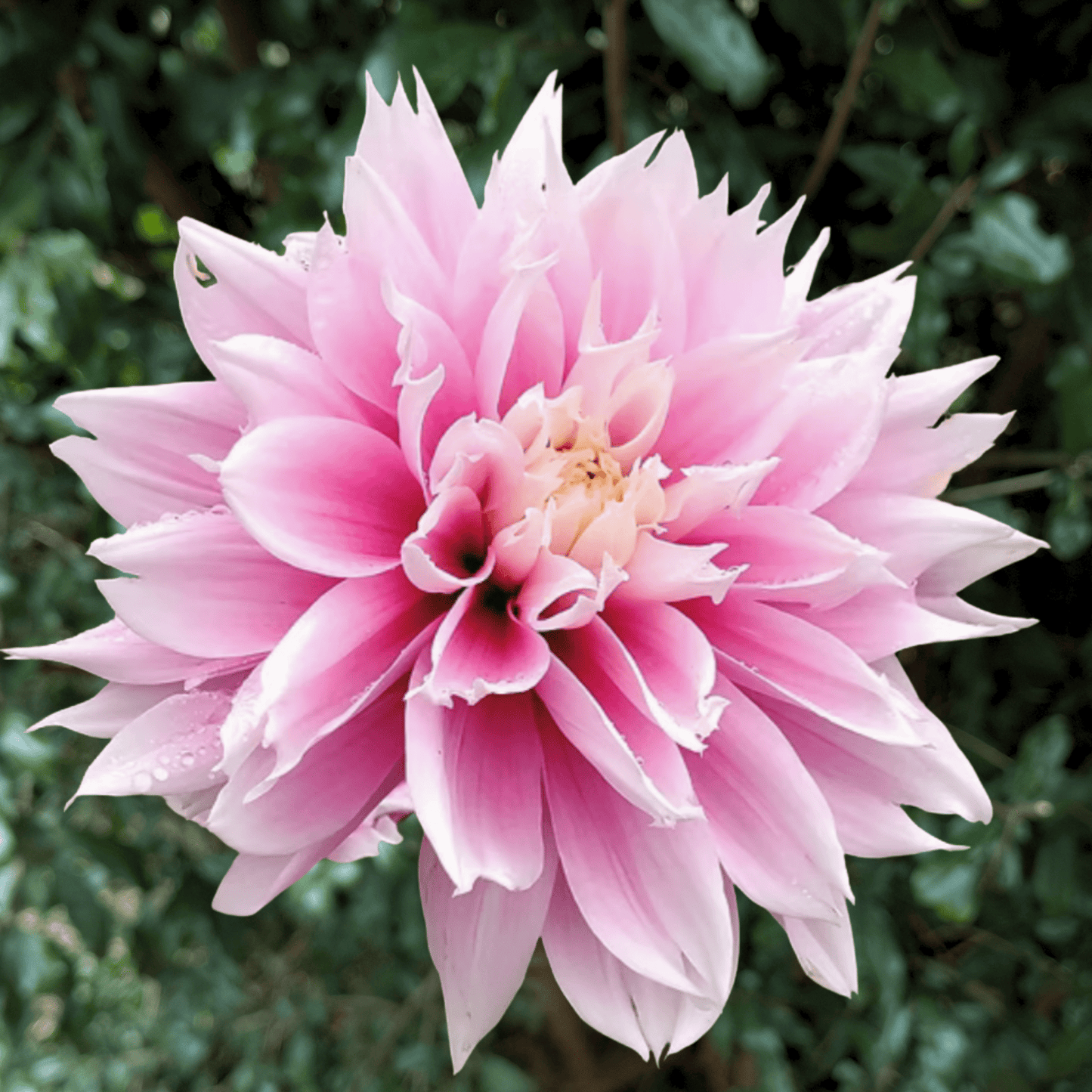 Evanah Dahlia Tuber | South Africa - Love Dahlias - south - africa - flower - bulbs