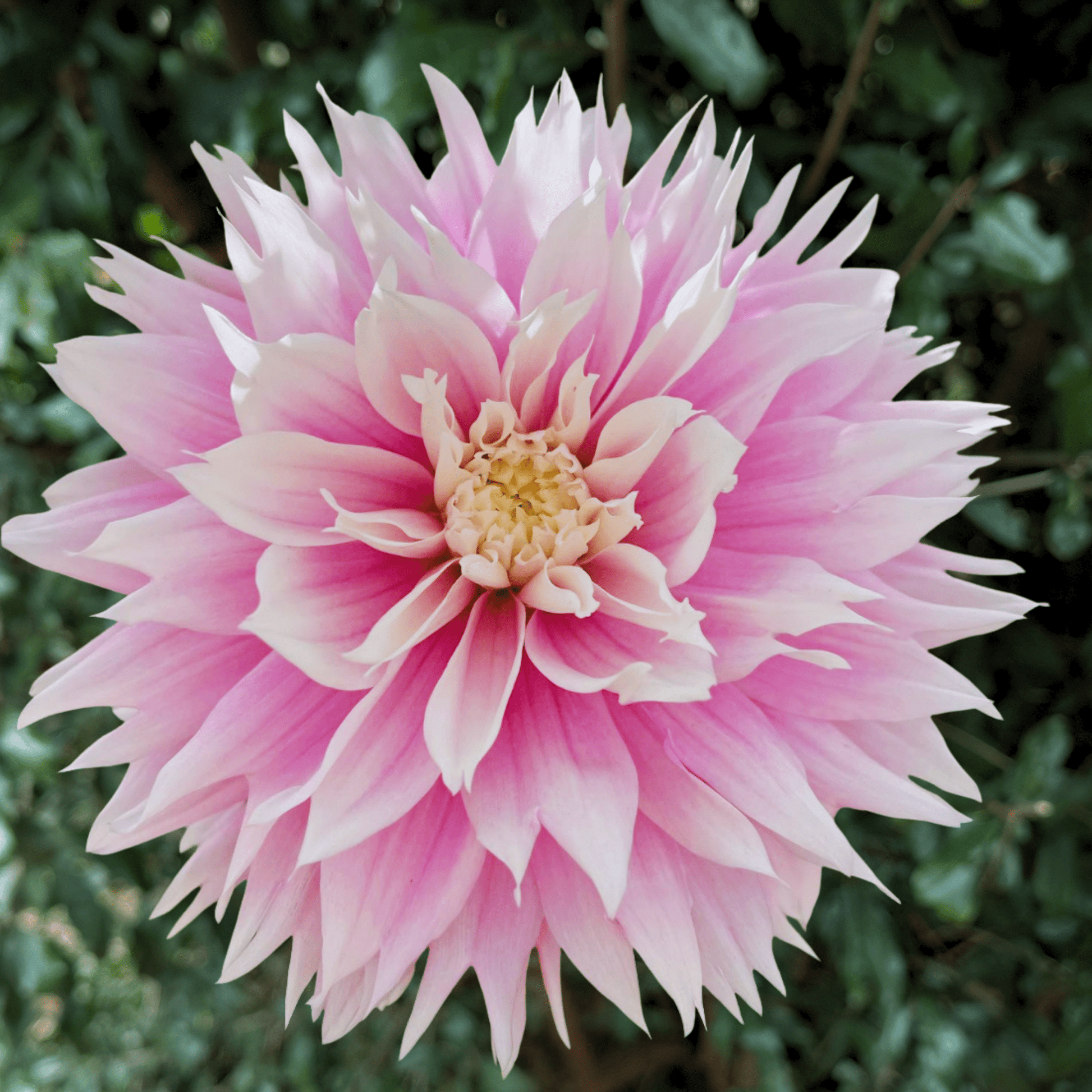 Evanah Dahlia Tuber | South Africa - Love Dahlias - south - africa - flower - bulbs