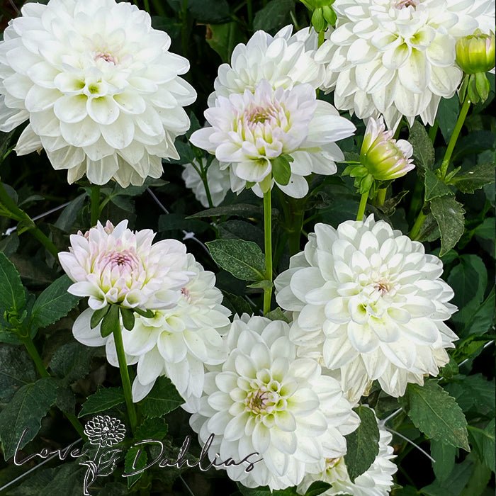 Eveline Dahlia Tuber - Love Dahlias - south - africa - flower - bulbs