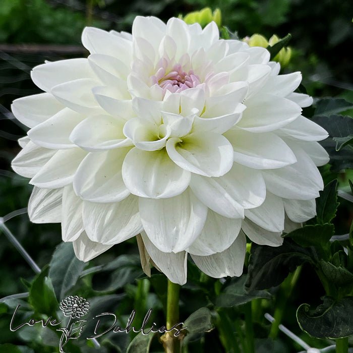 Eveline Dahlia Tuber - Love Dahlias - south - africa - flower - bulbs