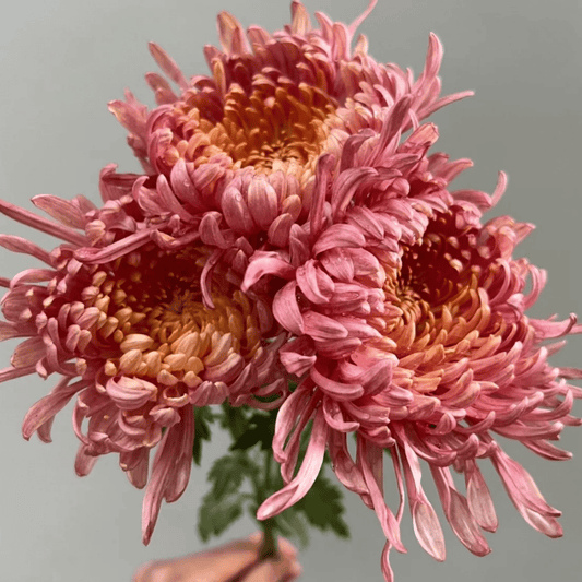 Evening Glow Heirloom Chrysanthemum (Available 2028) - Love Dahlias-south-africa-flower-bulbs