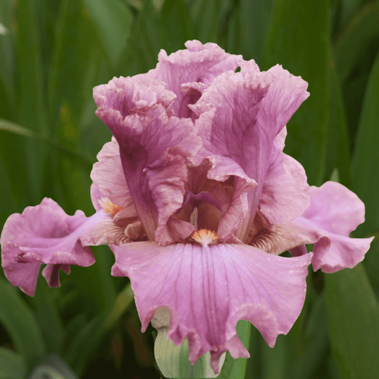 Eye for Style Bearded Iris (Coming in 2028) - Love Dahlias-south-africa-flower-bulbs