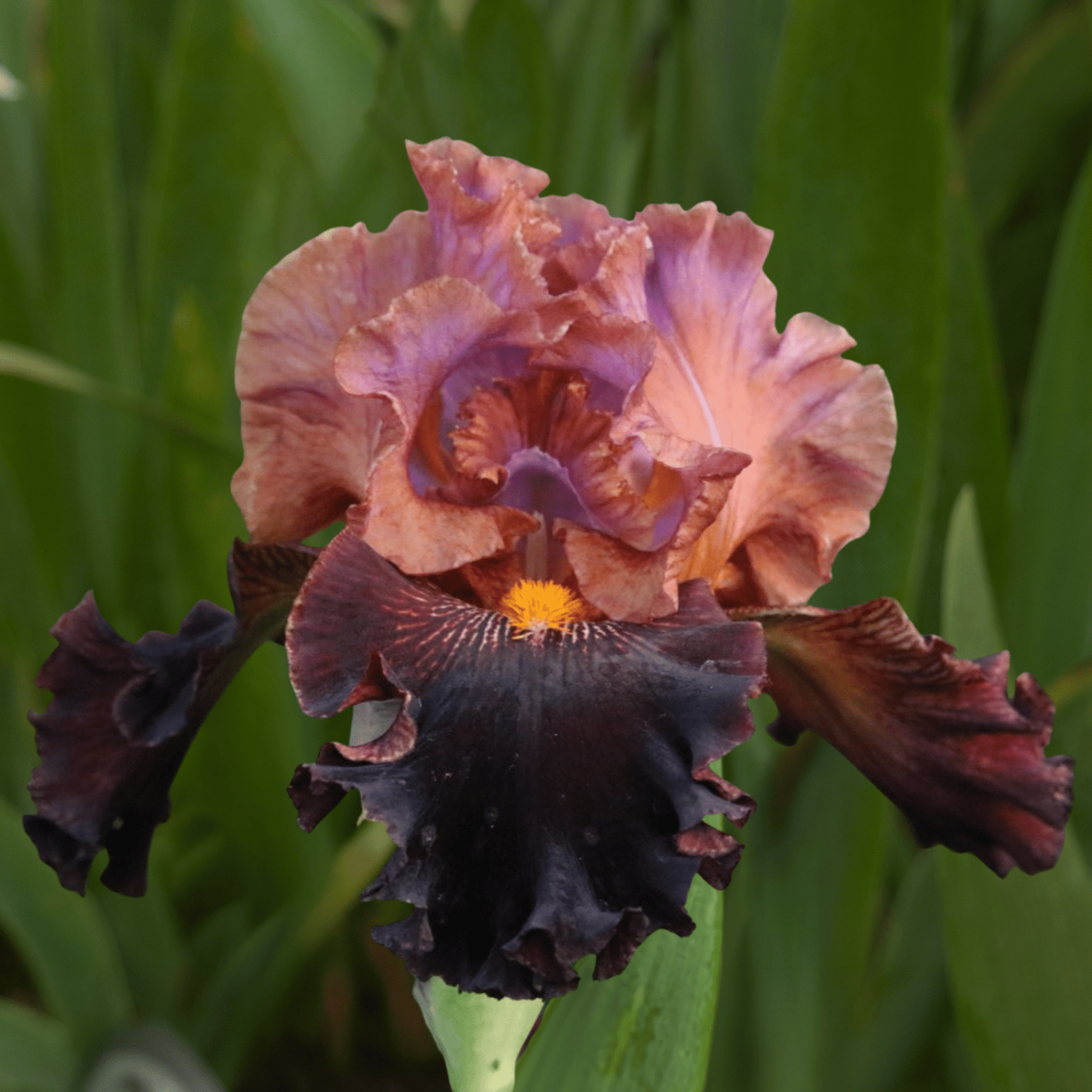 Fabulous Fortune Bearded Iris (Coming in 2028) - Love Dahlias-south-africa-flower-bulbs
