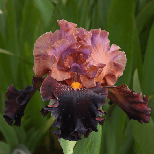 Fabulous Fortune Bearded Iris (Coming in 2028) - Love Dahlias-south-africa-flower-bulbs