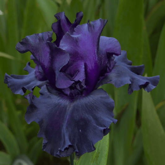 Fade to Black Bearded Iris (Coming in 2028) - Love Dahlias-south-africa-flower-bulbs