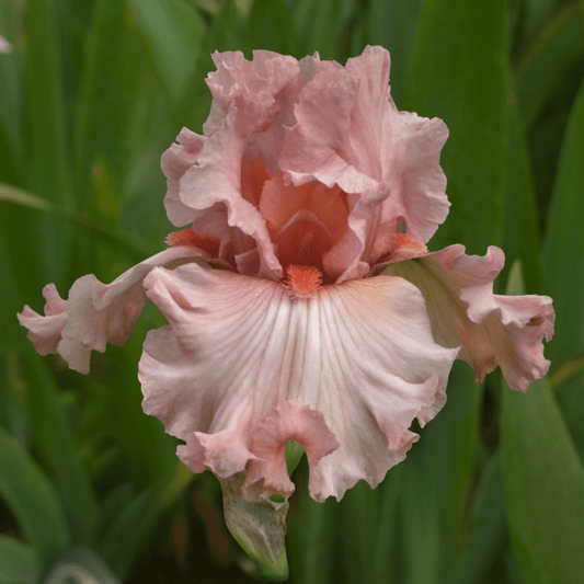 Fantasy in Pink Bearded Iris (Coming in 2028) - Love Dahlias-south-africa-flower-bulbs
