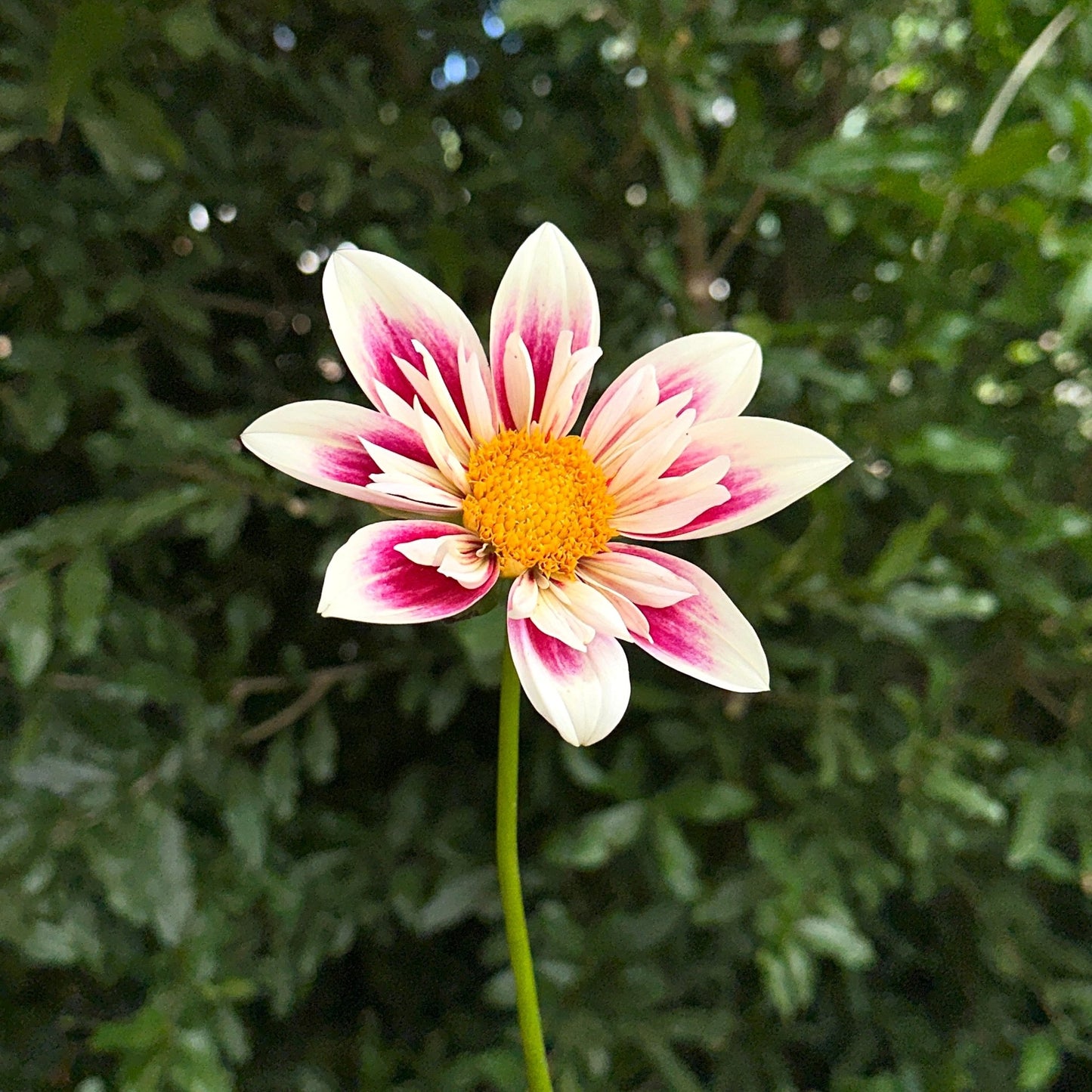 Fashion Monger Dahlia Tuber - Love Dahlias - south - africa - flower - bulbs