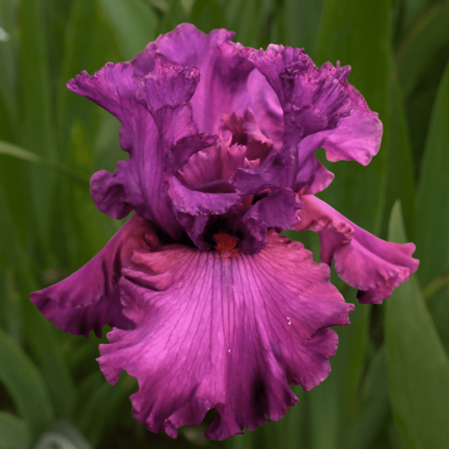 Fashionably Late Bearded Iris (Coming in 2028) - Love Dahlias-south-africa-flower-bulbs