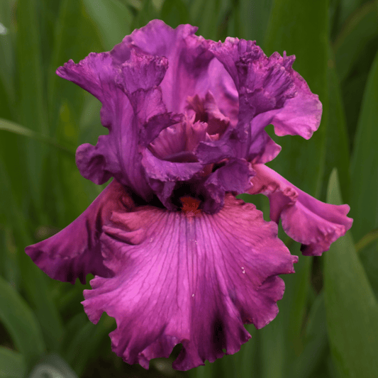 Fashionably Late Bearded Iris (Coming in 2028) - Love Dahlias-south-africa-flower-bulbs