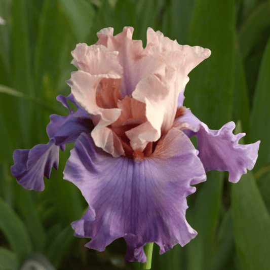 Fashionista Bearded Iris (Coming in 2028) - Love Dahlias-south-africa-flower-bulbs