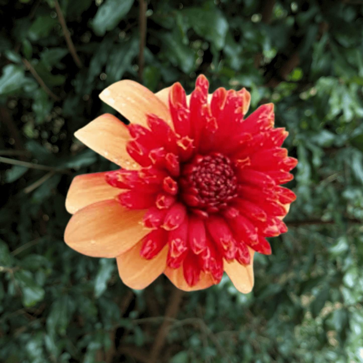 Fata Morgana Dahlia Tuber | South Africa - Love Dahlias - south - africa - flower - bulbs