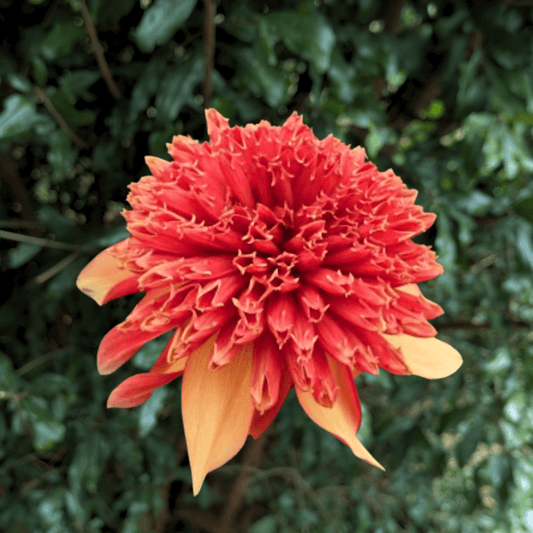 Fata Morgana Dahlia Tuber | South Africa - Love Dahlias - south - africa - flower - bulbs