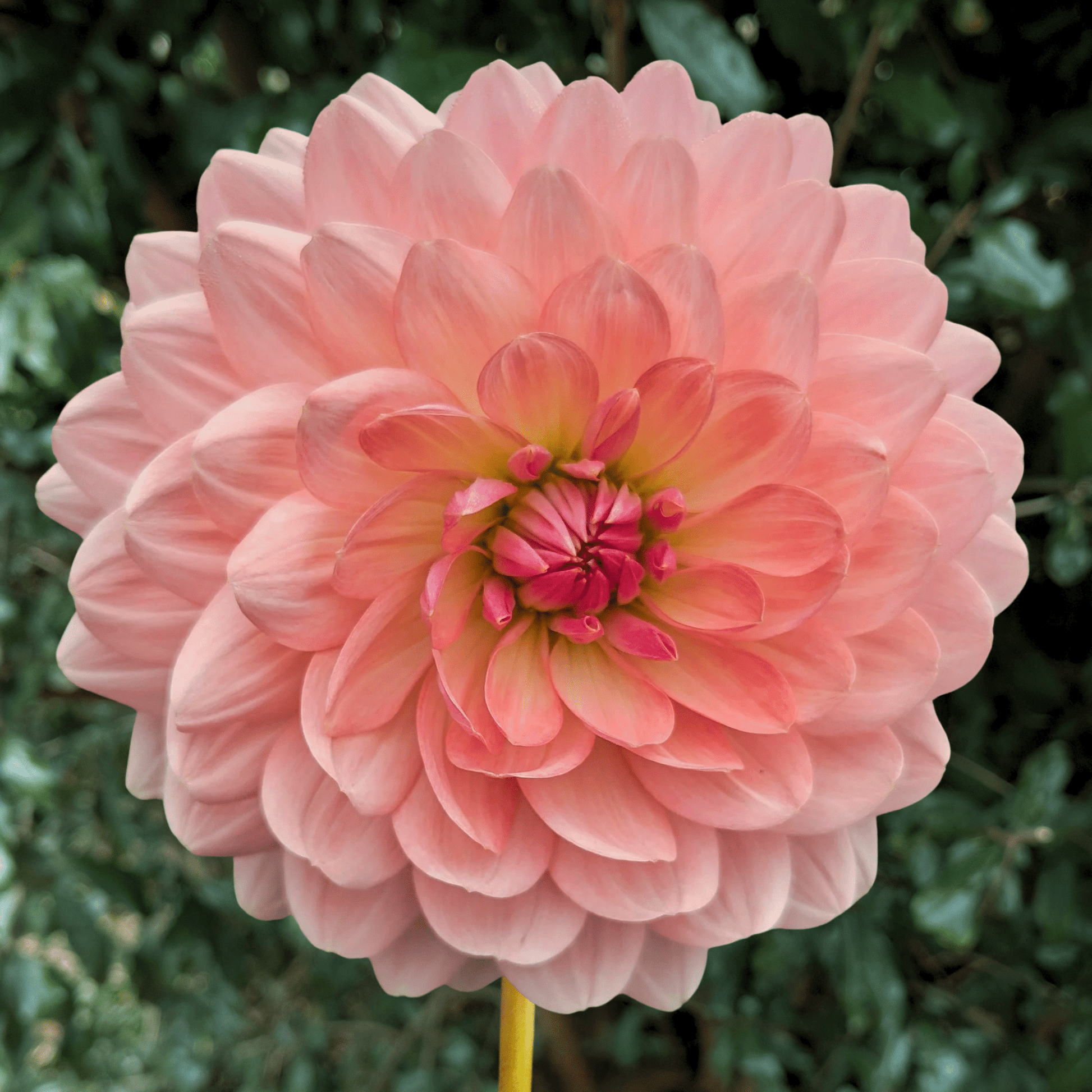 Fawn Dahlia Tuber | South Africa - Love Dahlias - south - africa - flower - bulbs