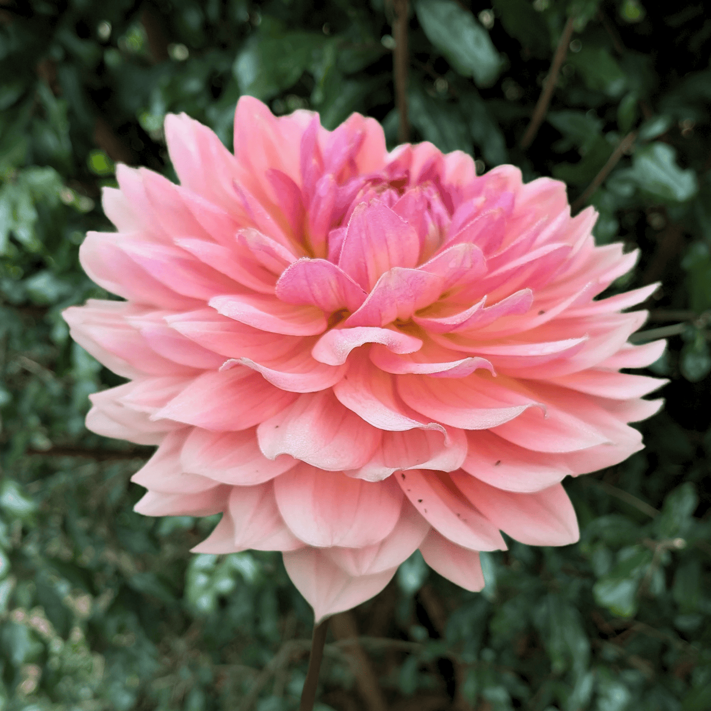 Fawn Dahlia Tuber | South Africa - Love Dahlias - south - africa - flower - bulbs