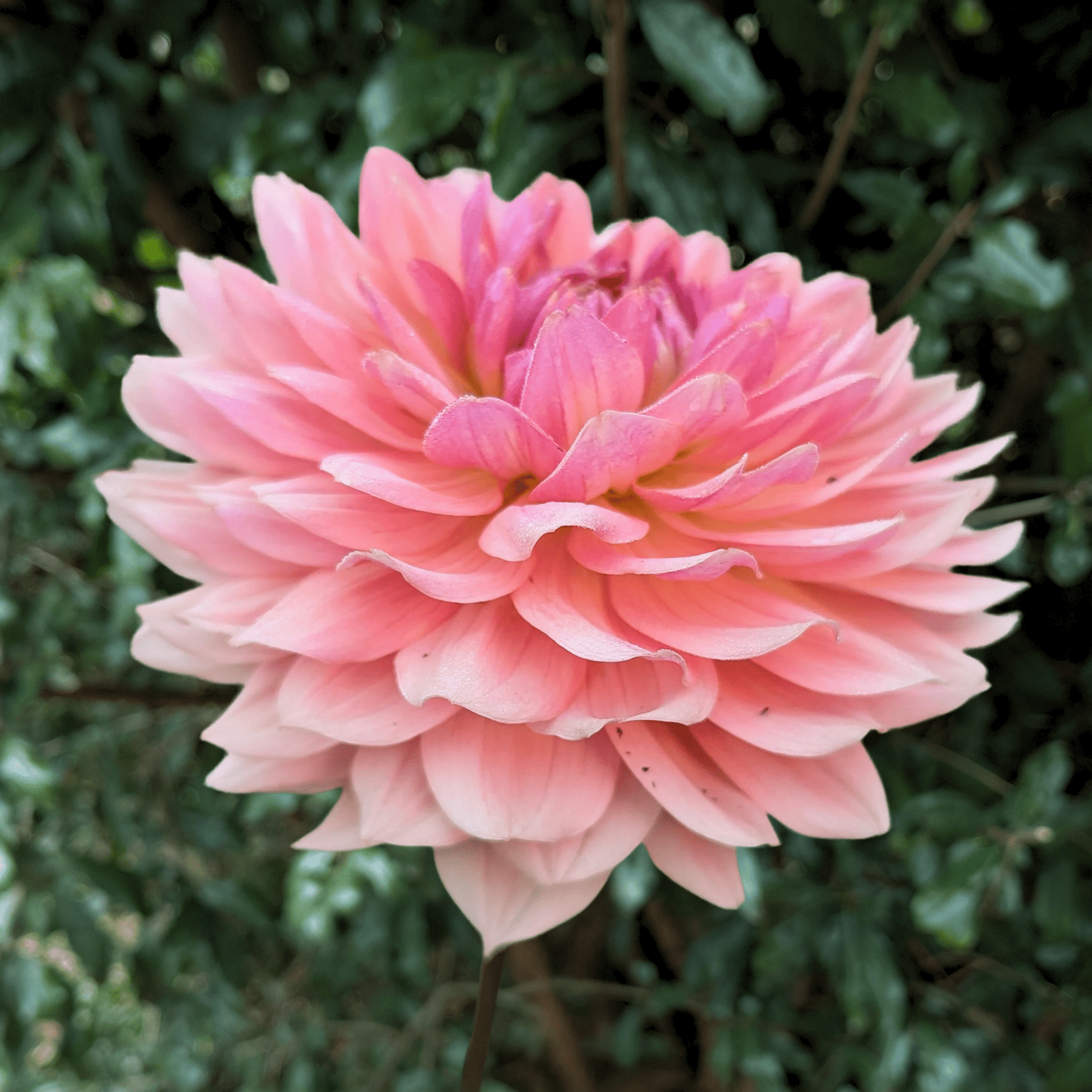 Fawn Dahlia Tuber | South Africa - Love Dahlias - south - africa - flower - bulbs