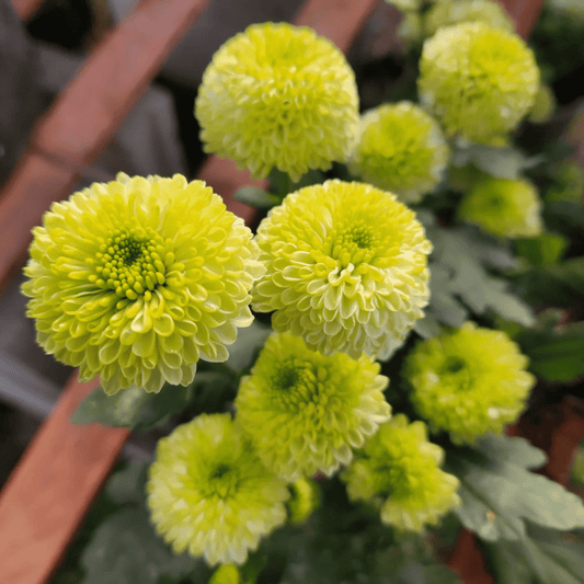 Feeling Green Heirloom Chrysanthemum (Available 2028) - Love Dahlias-south-africa-flower-bulbs
