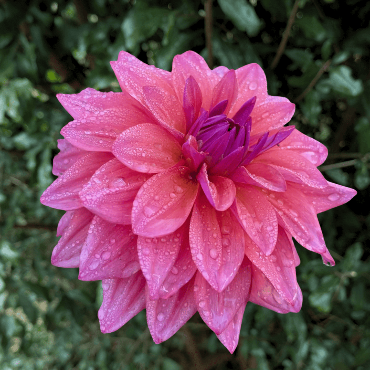 Feline Yvonne Dahlia Tuber | South Africa - Love Dahlias - south - africa - flower - bulbs
