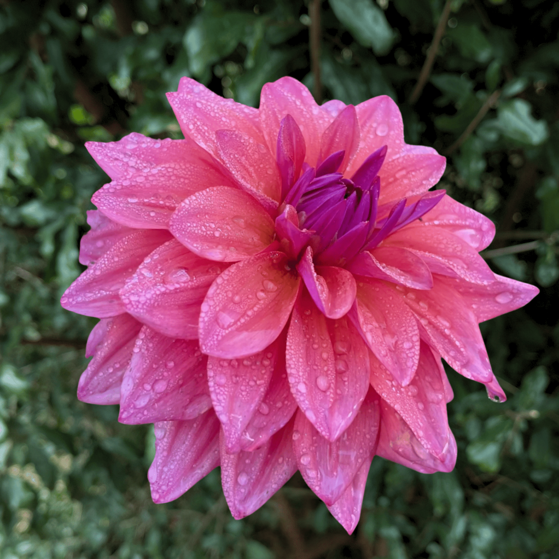 Feline Yvonne Dahlia Tuber | South Africa - Love Dahlias - south - africa - flower - bulbs