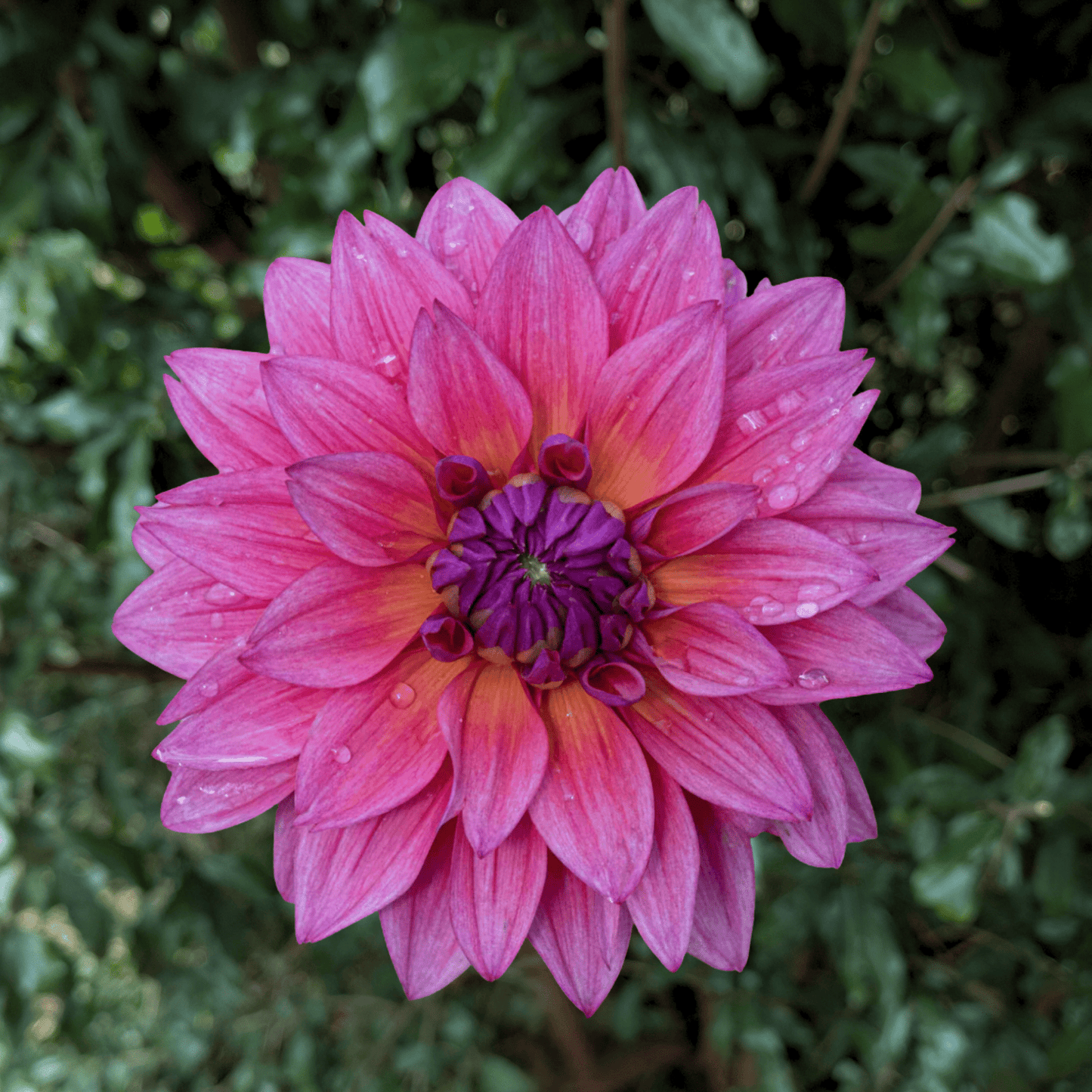 Feline Yvonne Dahlia Tuber | South Africa - Love Dahlias - south - africa - flower - bulbs