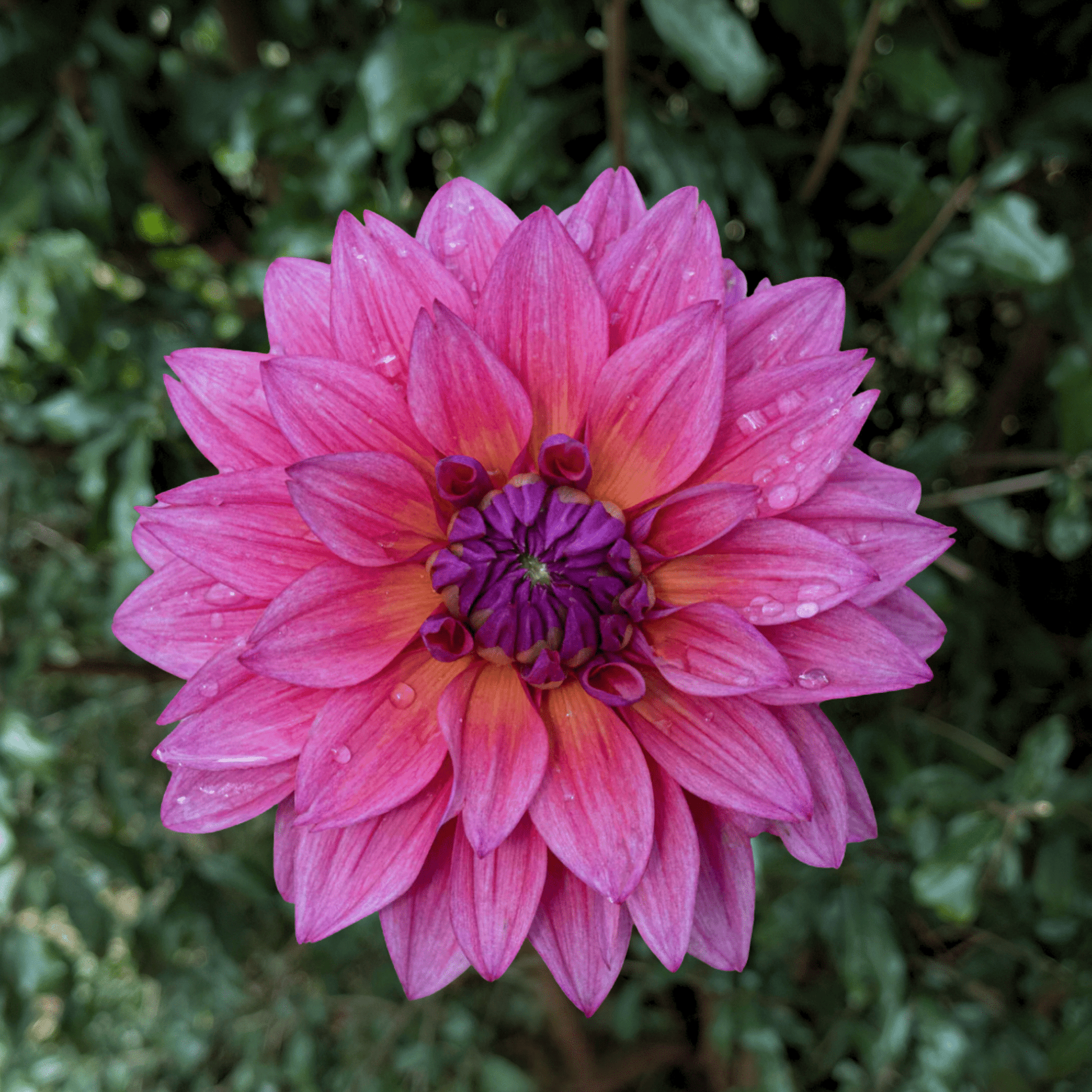 Feline Yvonne Dahlia Tuber | South Africa - Love Dahlias - south - africa - flower - bulbs