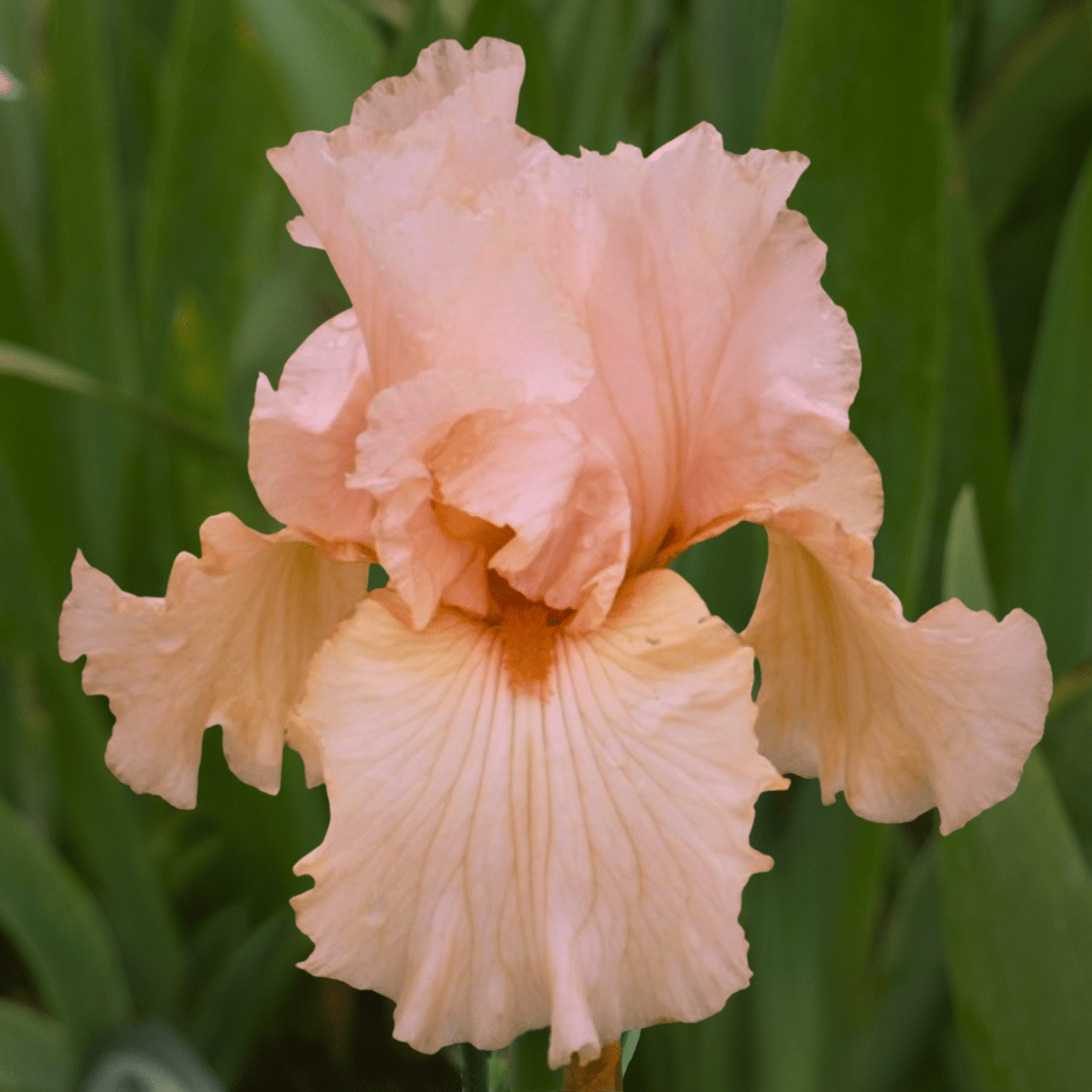 Feminine Fire Bearded Iris (Coming in 2028) - Love Dahlias-south-africa-flower-bulbs