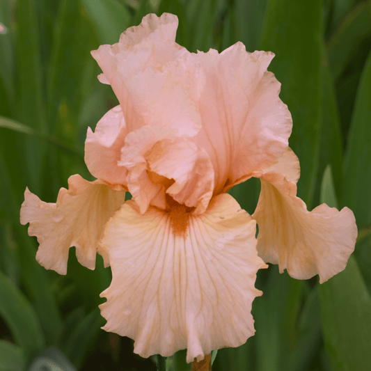 Feminine Fire Bearded Iris (Coming in 2028) - Love Dahlias-south-africa-flower-bulbs