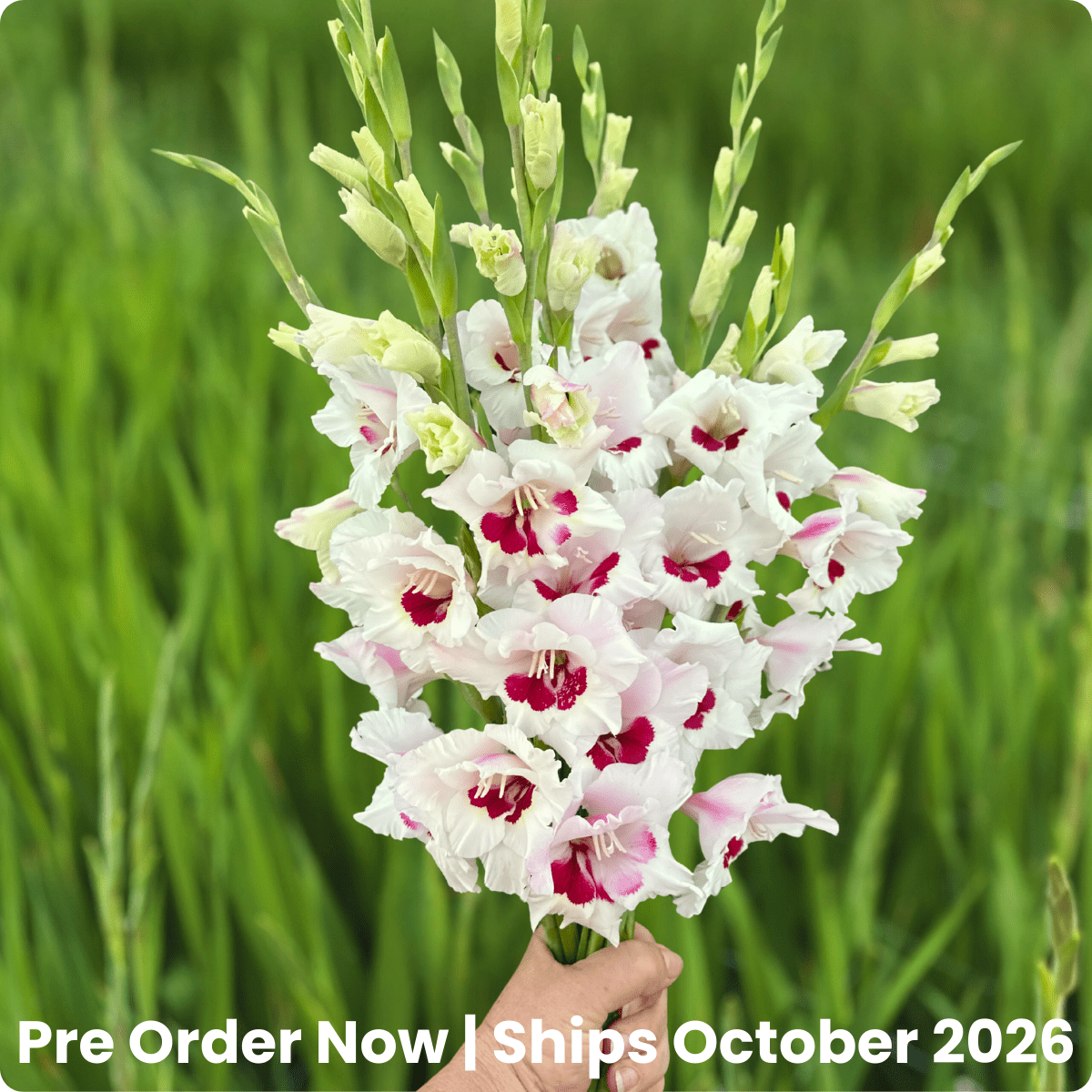 Fiorentina Gladiolus Corms (Pack of 10) Sword Lily - Love Dahlias - south - africa - flower - bulbs