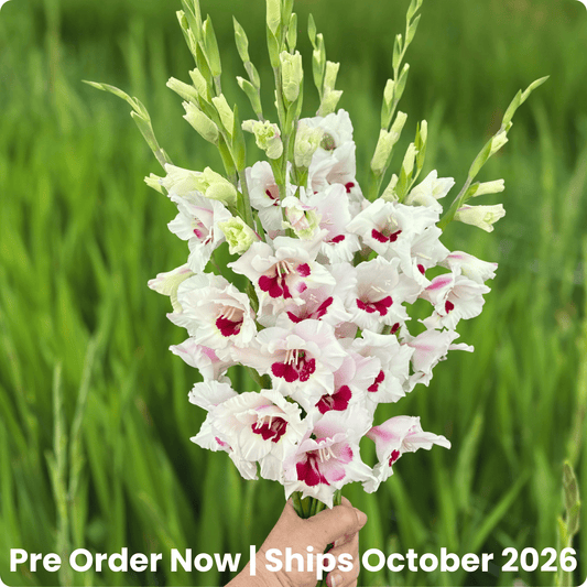 Fiorentina Gladiolus Corms (Pack of 10) Sword Lily - Love Dahlias - south - africa - flower - bulbs