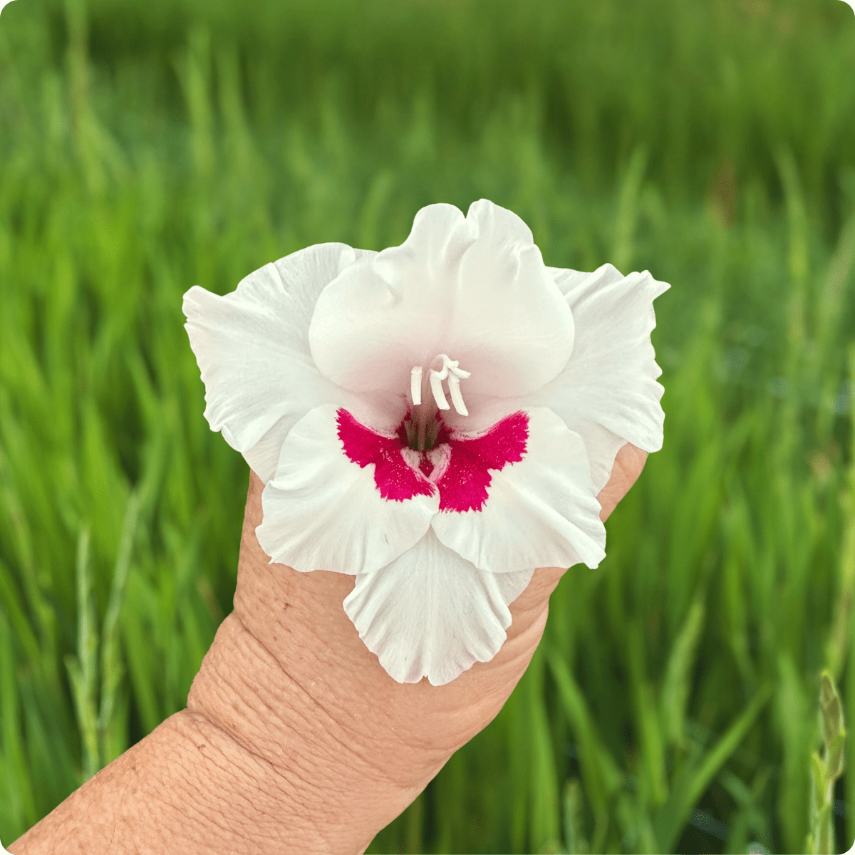 Fiorentina Gladiolus Corms (Pack of 10) Sword Lily - Love Dahlias - south - africa - flower - bulbs