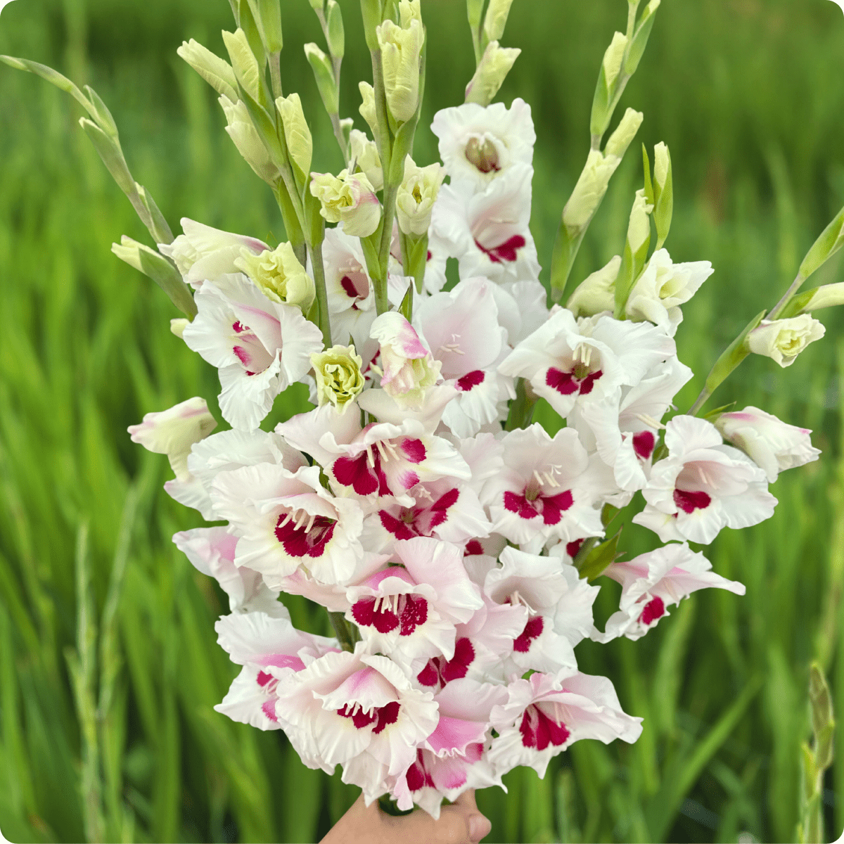 Fiorentina Gladiolus Corms (Pack of 10) Sword Lily - Love Dahlias - south - africa - flower - bulbs