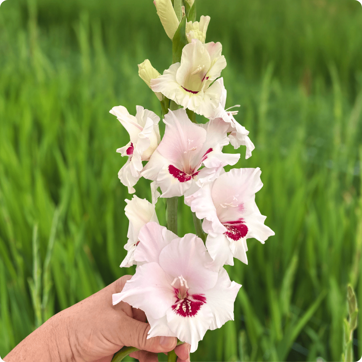 Fiorentina Gladiolus (Pack of 10) Sword Lily - Love Dahlias - south - africa - flower - bulbs