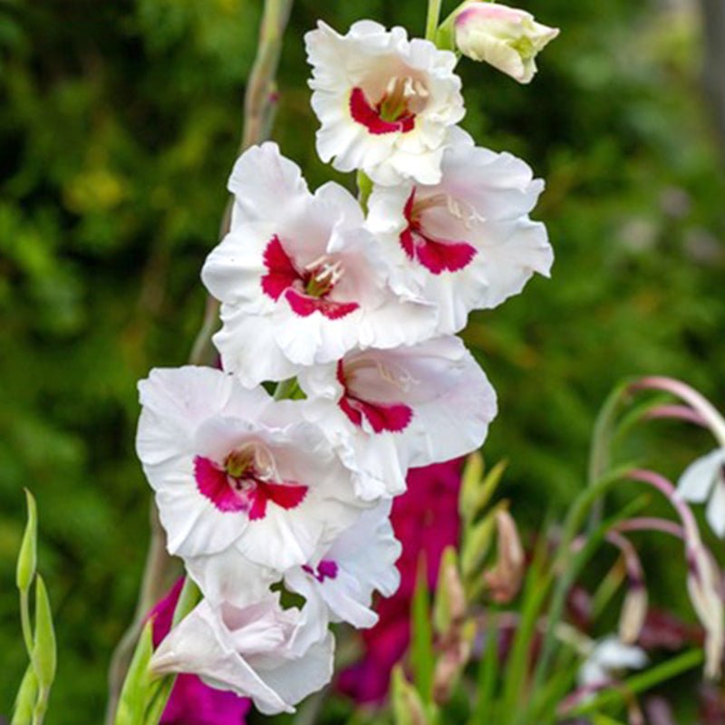 Fiorentina Gladiolus (Pack of 12) Sword Lily - Love Dahlias - south - africa - flower - bulbs
