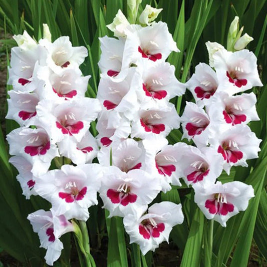 Fiorentina Gladiolus (Pack of 12) Sword Lily - Love Dahlias - south - africa - flower - bulbs