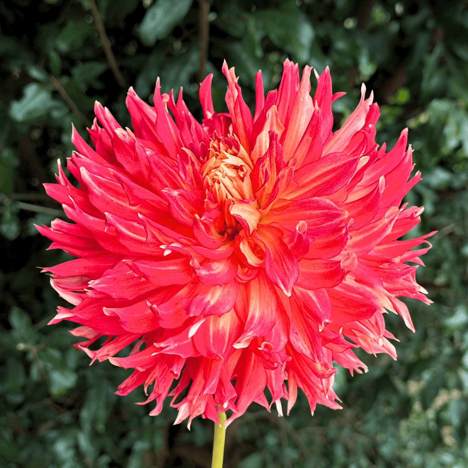 Fired Up Dahlia Tuber | South Africa - Love Dahlias - south - africa - flower - bulbs