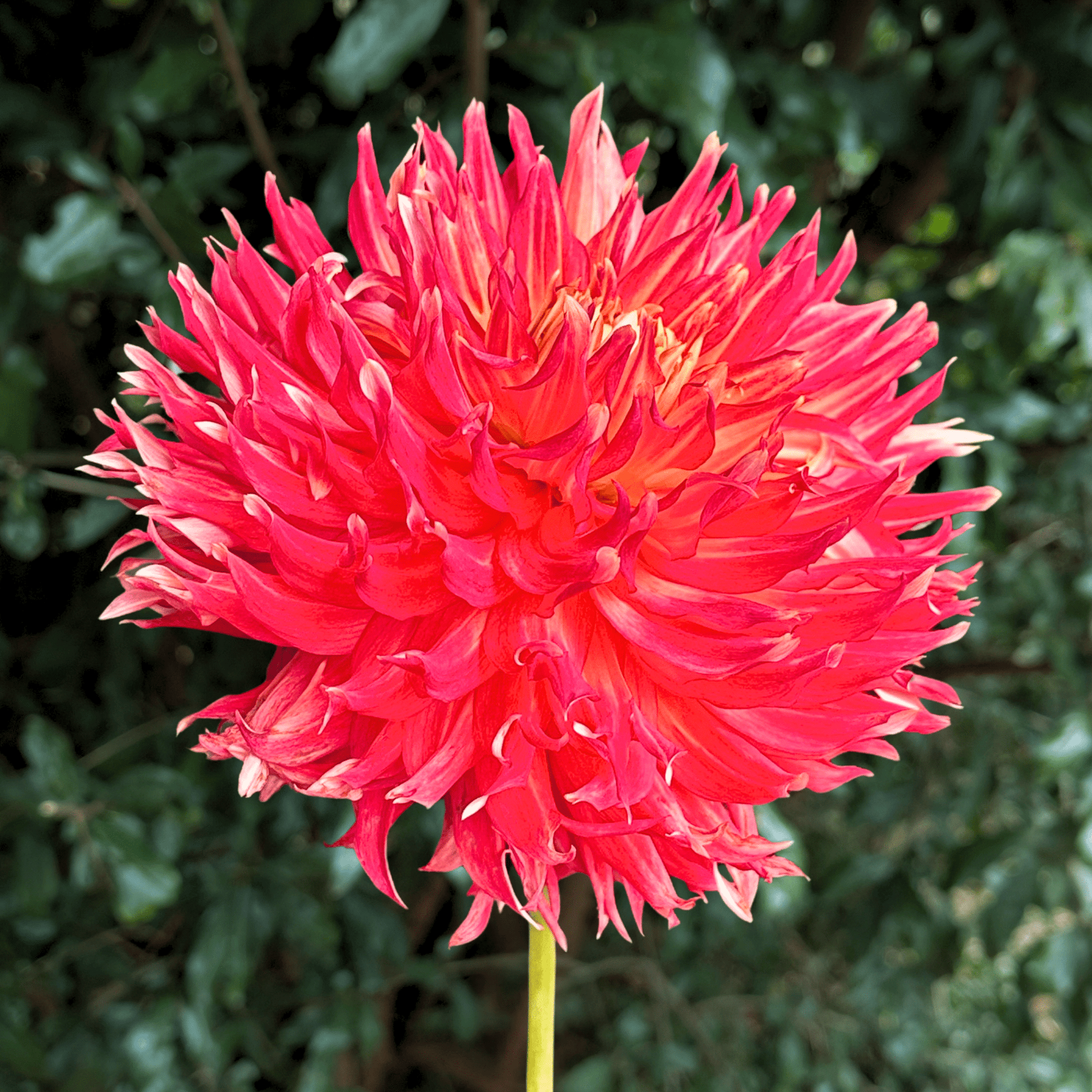 Fired Up Dahlia Tuber | South Africa - Love Dahlias - south - africa - flower - bulbs
