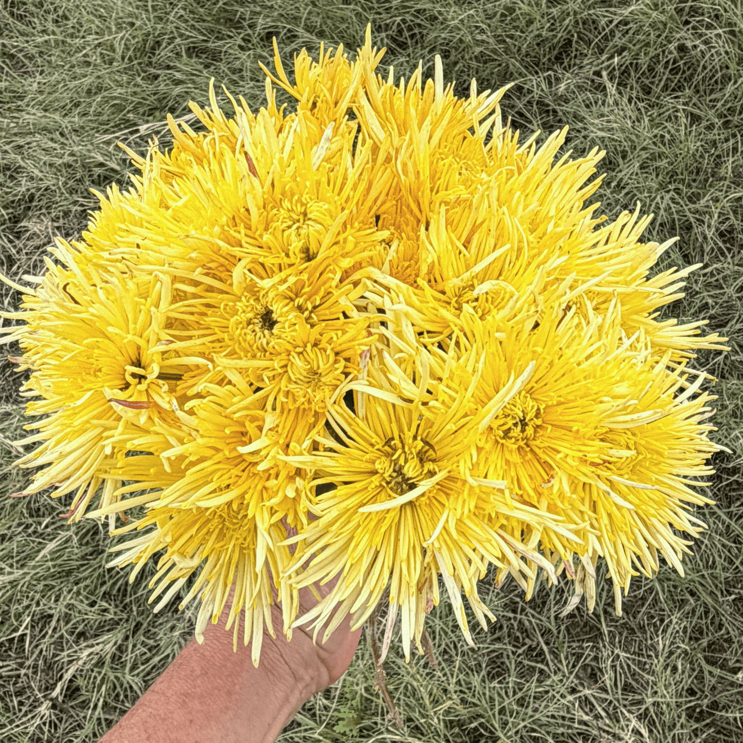 Fireworks Spider Heirloom Chrysanthemum | South Africa - Love Dahlias - south - africa - flower - bulbs