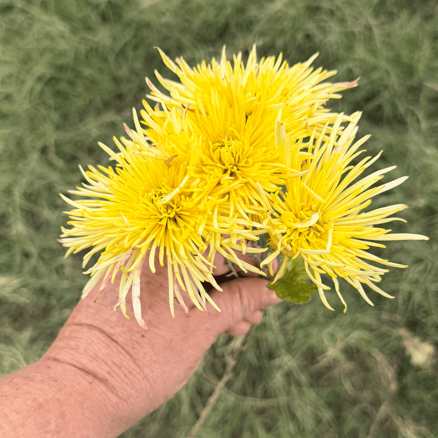 Fireworks Spider Heirloom Chrysanthemum | South Africa - Love Dahlias - south - africa - flower - bulbs
