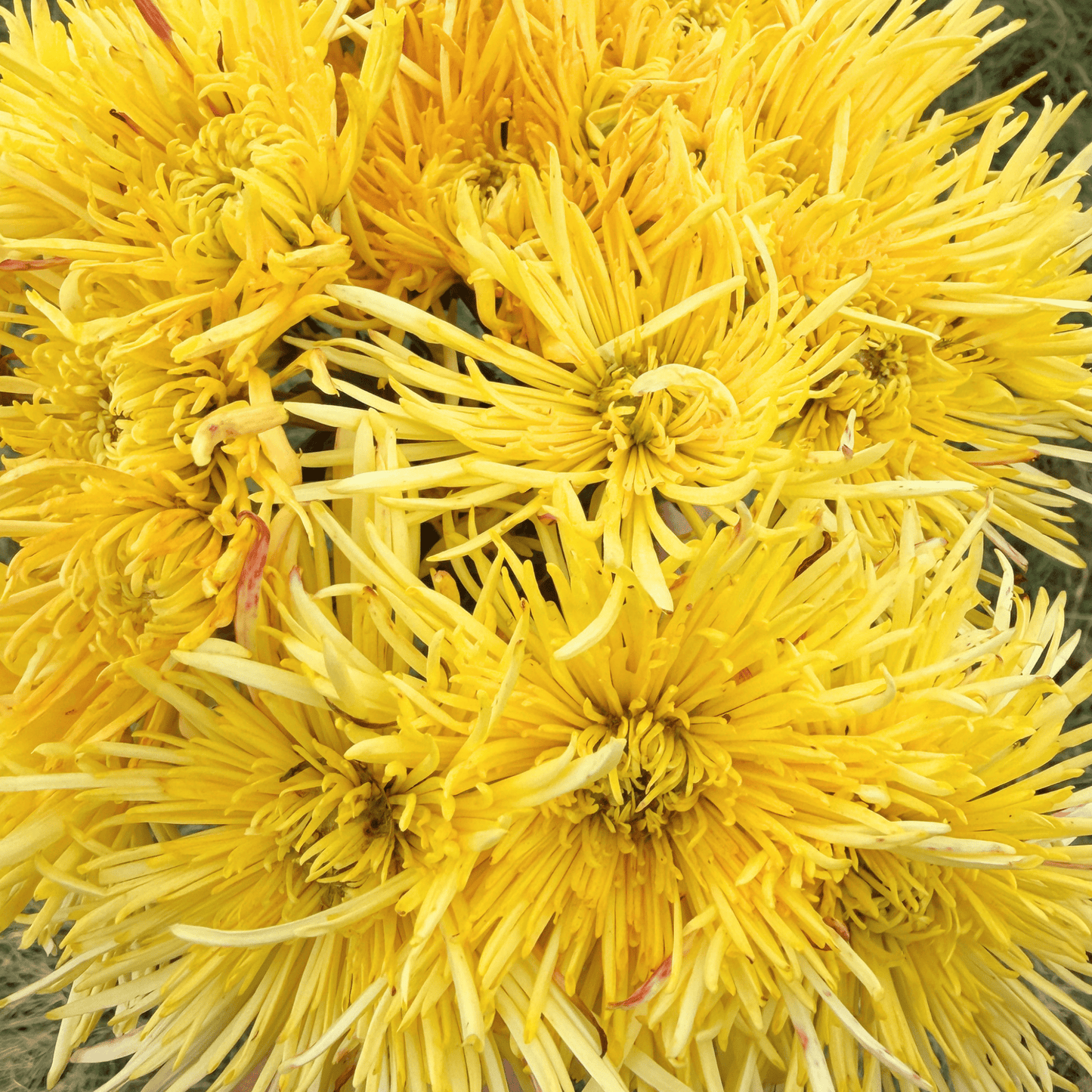 Fireworks Spider Heirloom Chrysanthemum | South Africa - Love Dahlias - south - africa - flower - bulbs